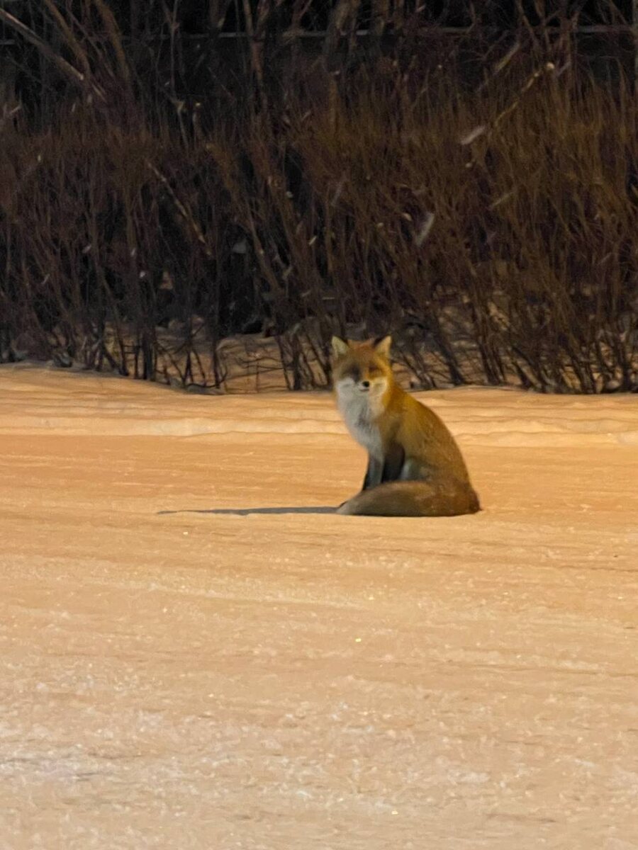     На новой смотровой у Красноярской ГЭС туристы встретили лисицу
