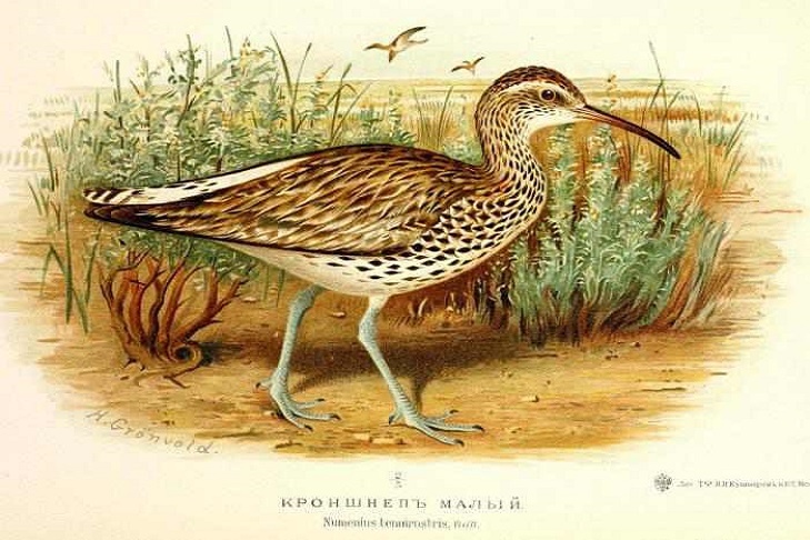    Иллюстрация: commons.wikimedia.org by Henrik Grønvold, PDM