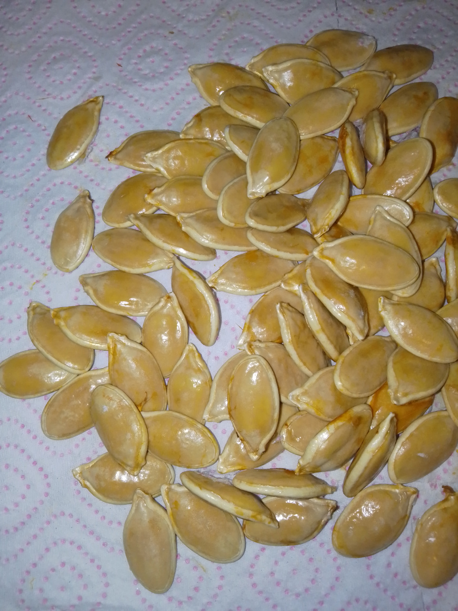 Фото автора. Семена тыквы