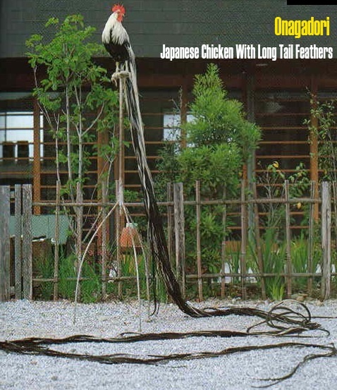 Длина хвоста у онагадори может достигать 10-12 метров