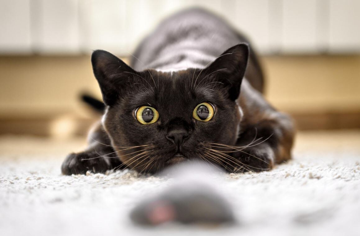 Источник: Яндекс картинки