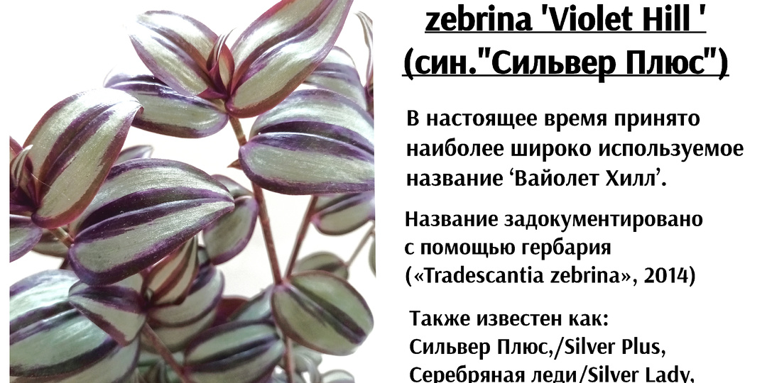 Tradescantia zebrina ‘Violet Hill’/Традесканция зебрина "Вайолет Хилл"(син."Сильвер Плюс")