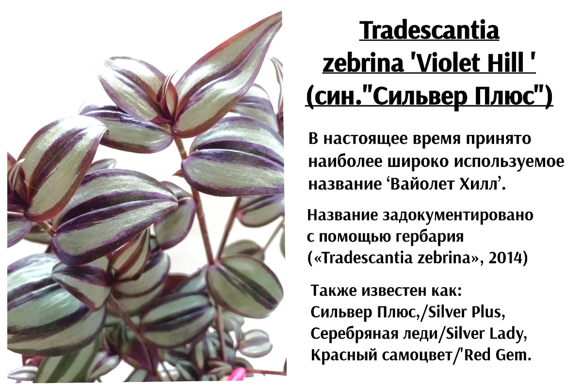 Традесканция зебрина 'Violet Hill'