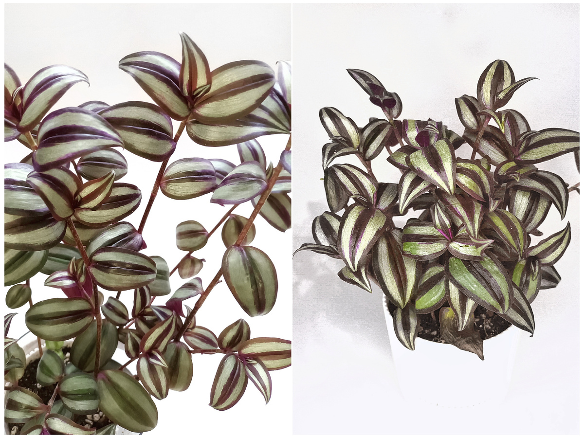 ДО формирования кроны и ПОСЛЕ