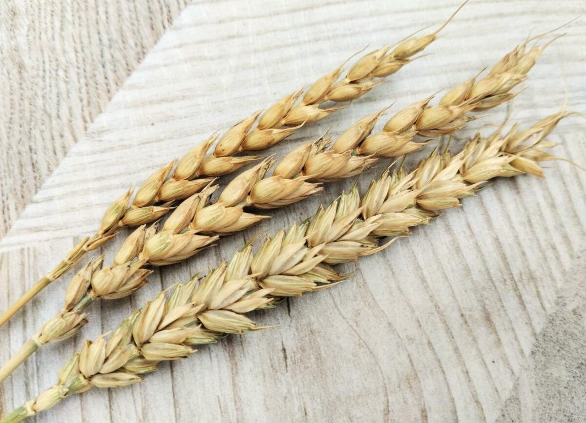 Фото: АПК Новости