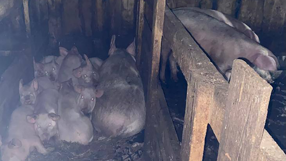     В Ужурском районе в загоне со свиньями нашли мёртвую девушку