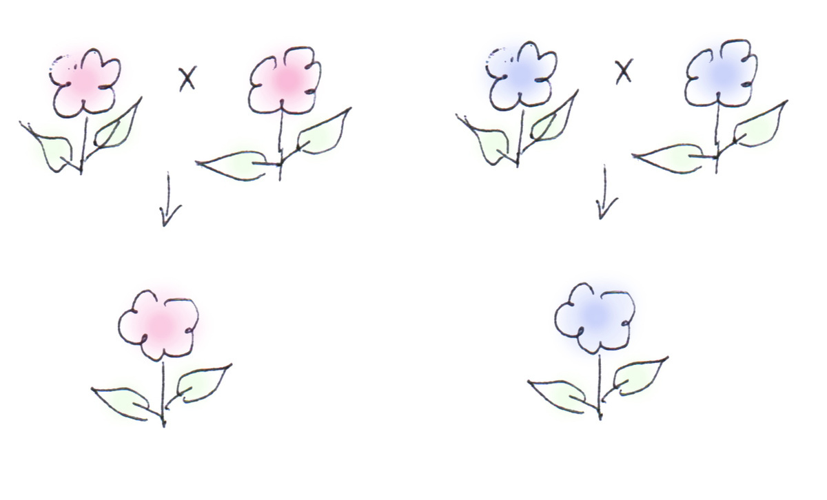 Красненькие с красненькими дают только красненьких, синенькие с синенькими - синеньких