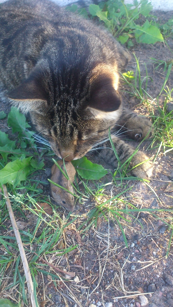 Трофей Маркоса)