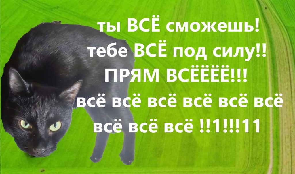 За фотопозирование коту уполчено почесами