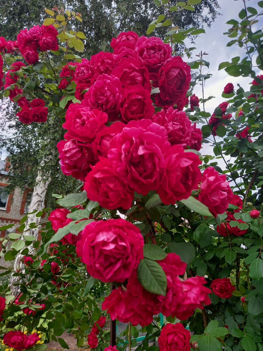 мои плетистые розы никогда такими болезнями не болели