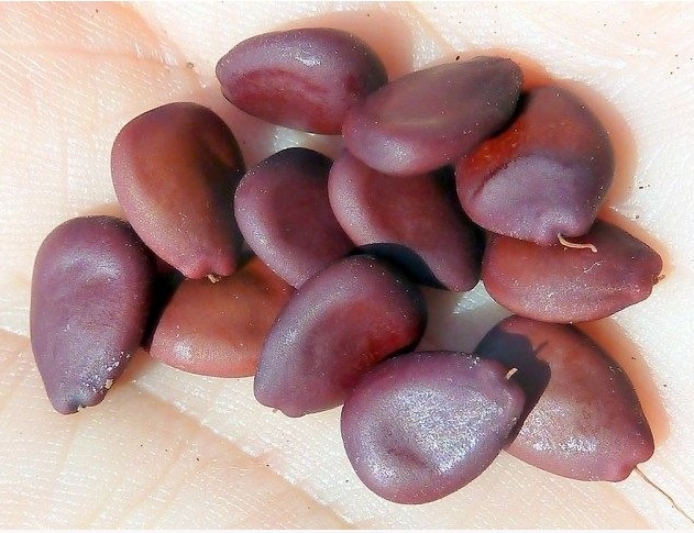 Семена рожкового дерева, или Цератонии стручковой.