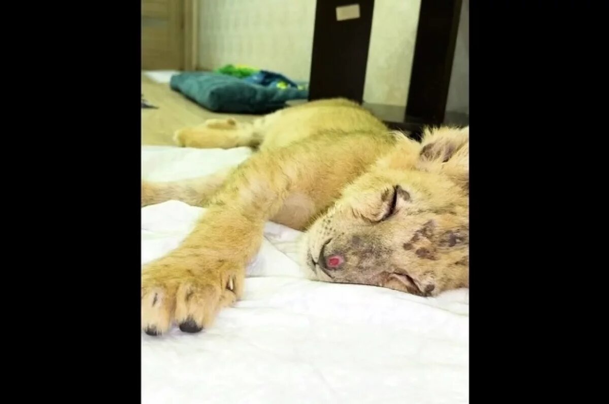    Львёнок со сломанными лапами из Чечни впервые смог спокойно уснуть в приюте