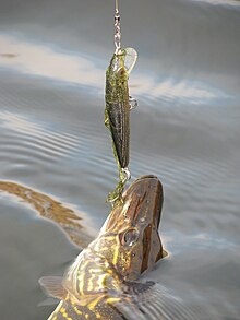 Щука и Rapala Original Floater