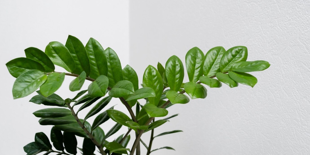 Как ухаживать за замиокулькасом в домашних условиях