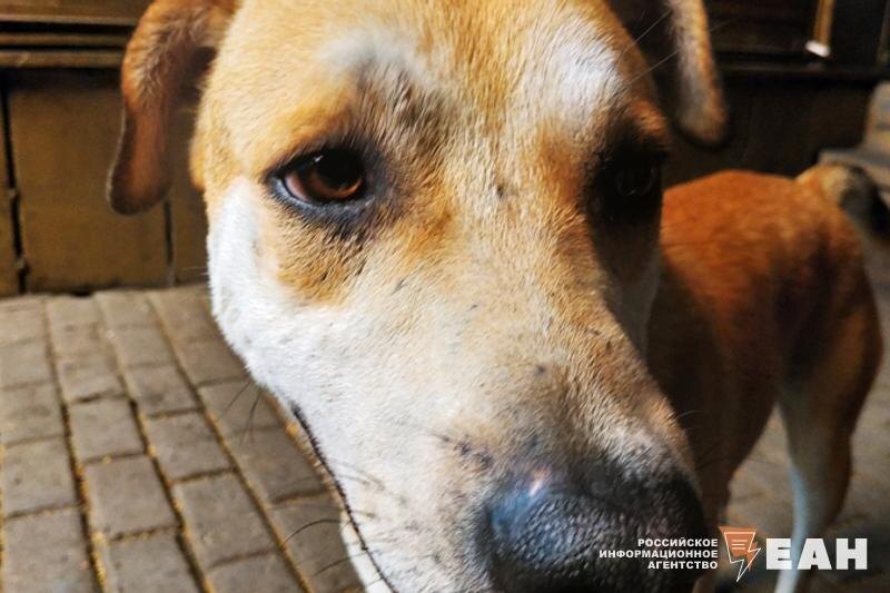    ЕАН. Владельцы животного были в наркотическом опьянении