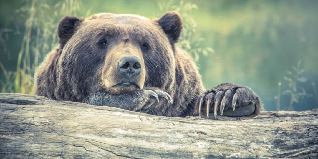 В Большехехцирском заповеднике медведи не могут залечь спать