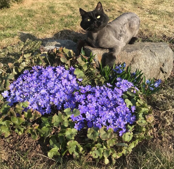 Клепушка и синеокая красавица.2021 год.