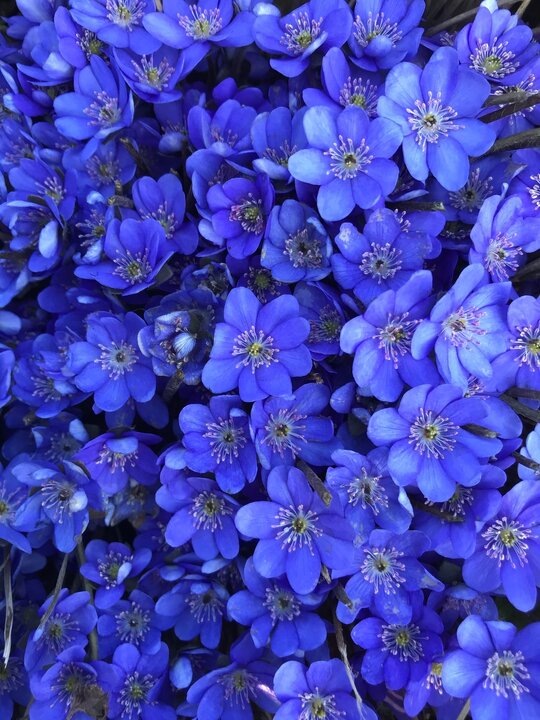 Моя прелесть, весна 2021 года.