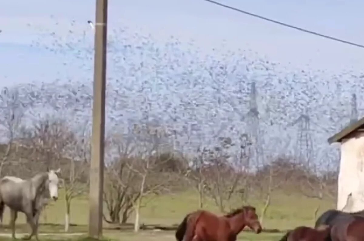    Под Анапой сняли на видео мурмурацию скворцов