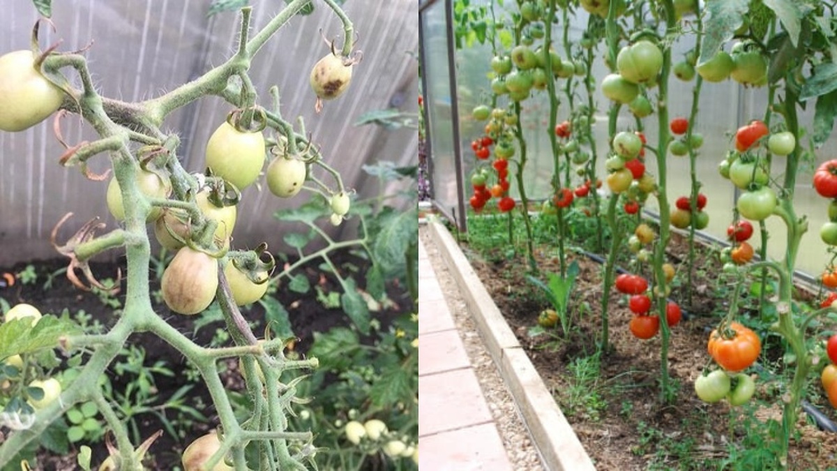 Разница между обычными и неприхотливыми сортами томатов особенно заметна при редких посещениях дачи