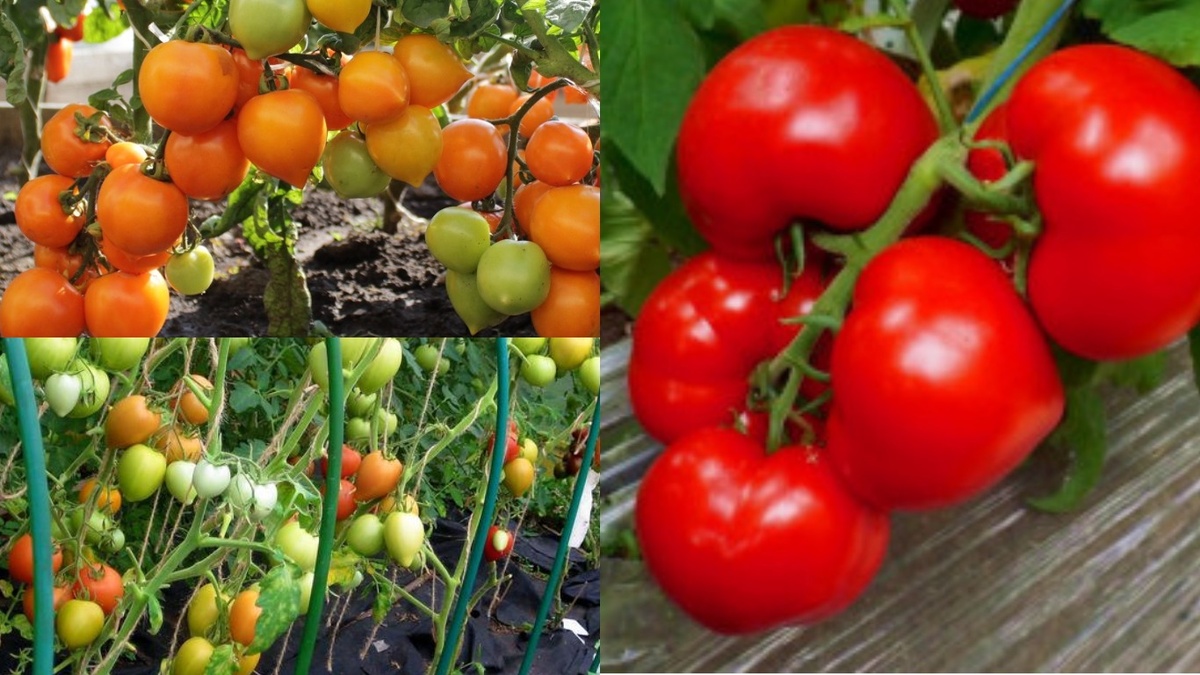 Внешний вид плодов рекомендованных сортов и гибридов томатов в период массового плодоношения