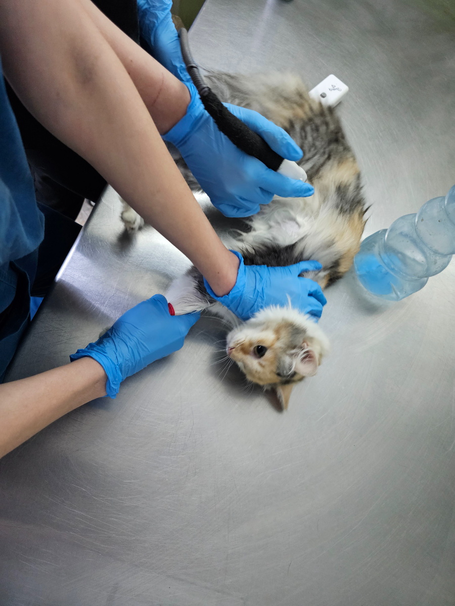 Фото автора. Фасолька у врача.