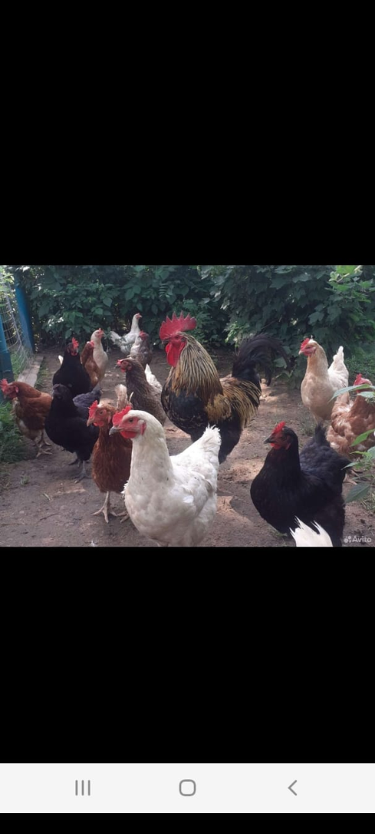 Те самые куры.