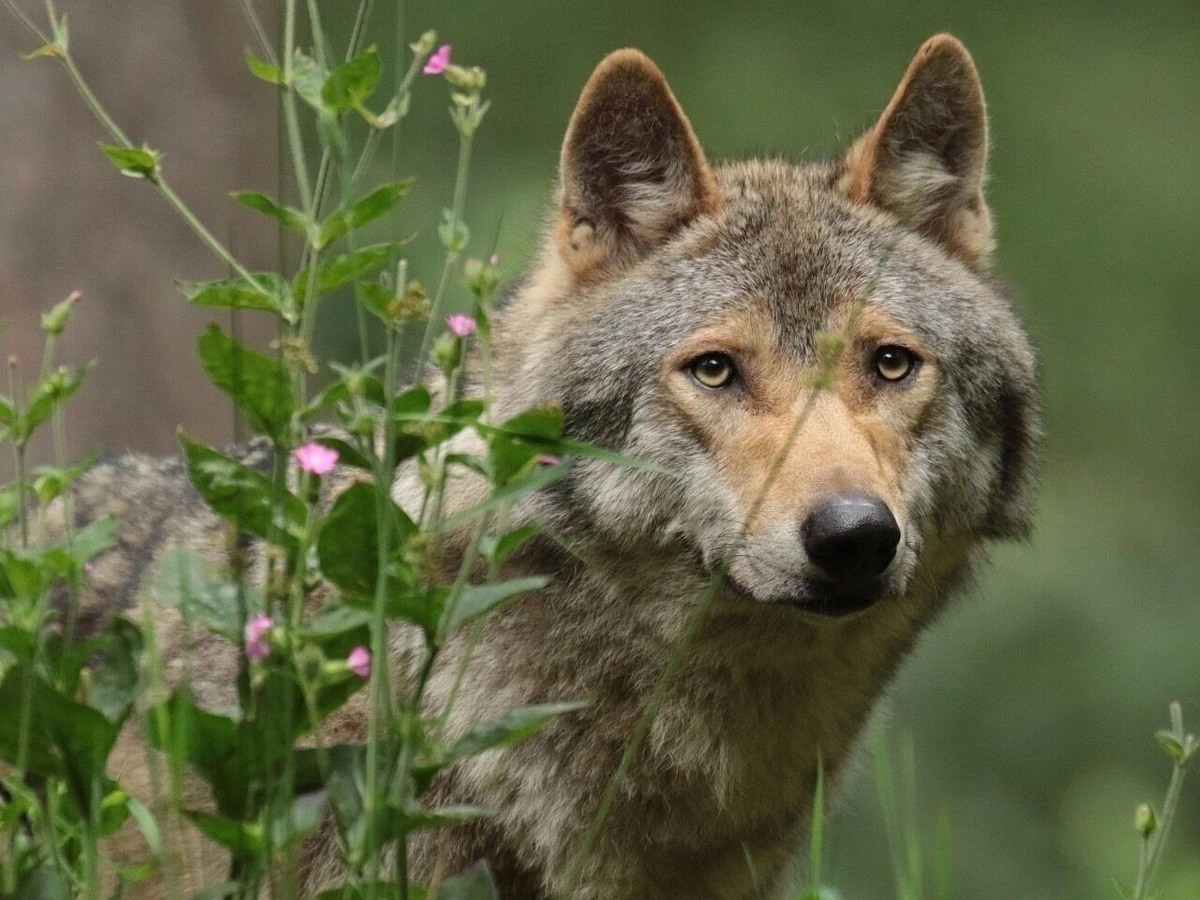 Фото из Яндекса