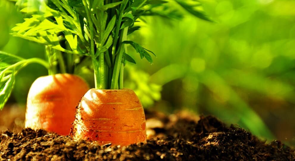 Фото: agro-market24.ru