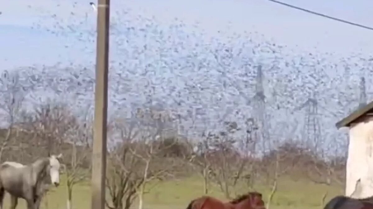    Фото: t.me/ferma_anapa123