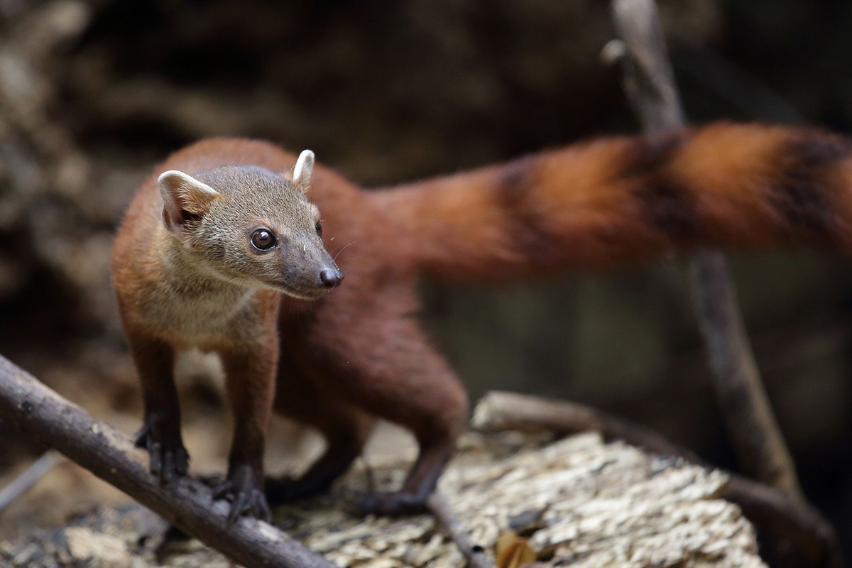 похож ведь?