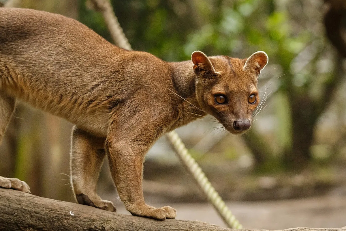братишка мой, по поводу мышей не названивать!!