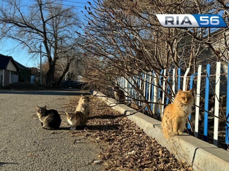    Снегом и не пахнет. Оренбуржцев ждет комфортная погода, но чуть повышенное давление Белов Михаил Александрович