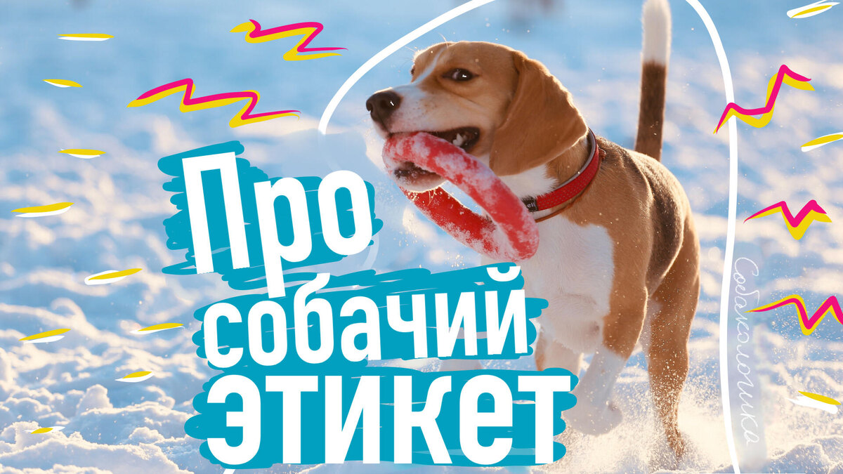 "Заберите собаку!" - "Вы что, она не кусается..."