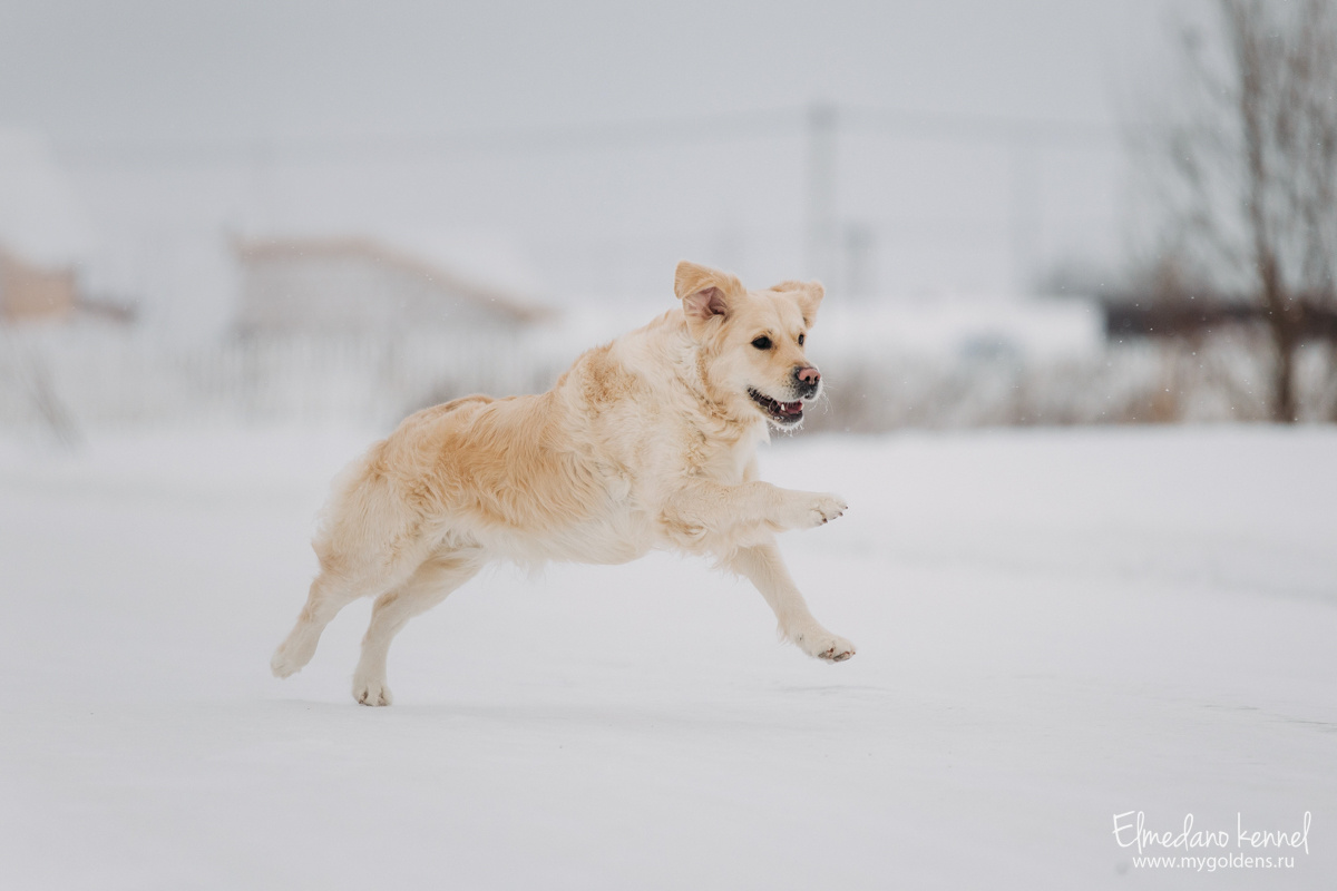Своих собак я вожу на поводке, отпускаю только в лесу или в поле, где нет никого.