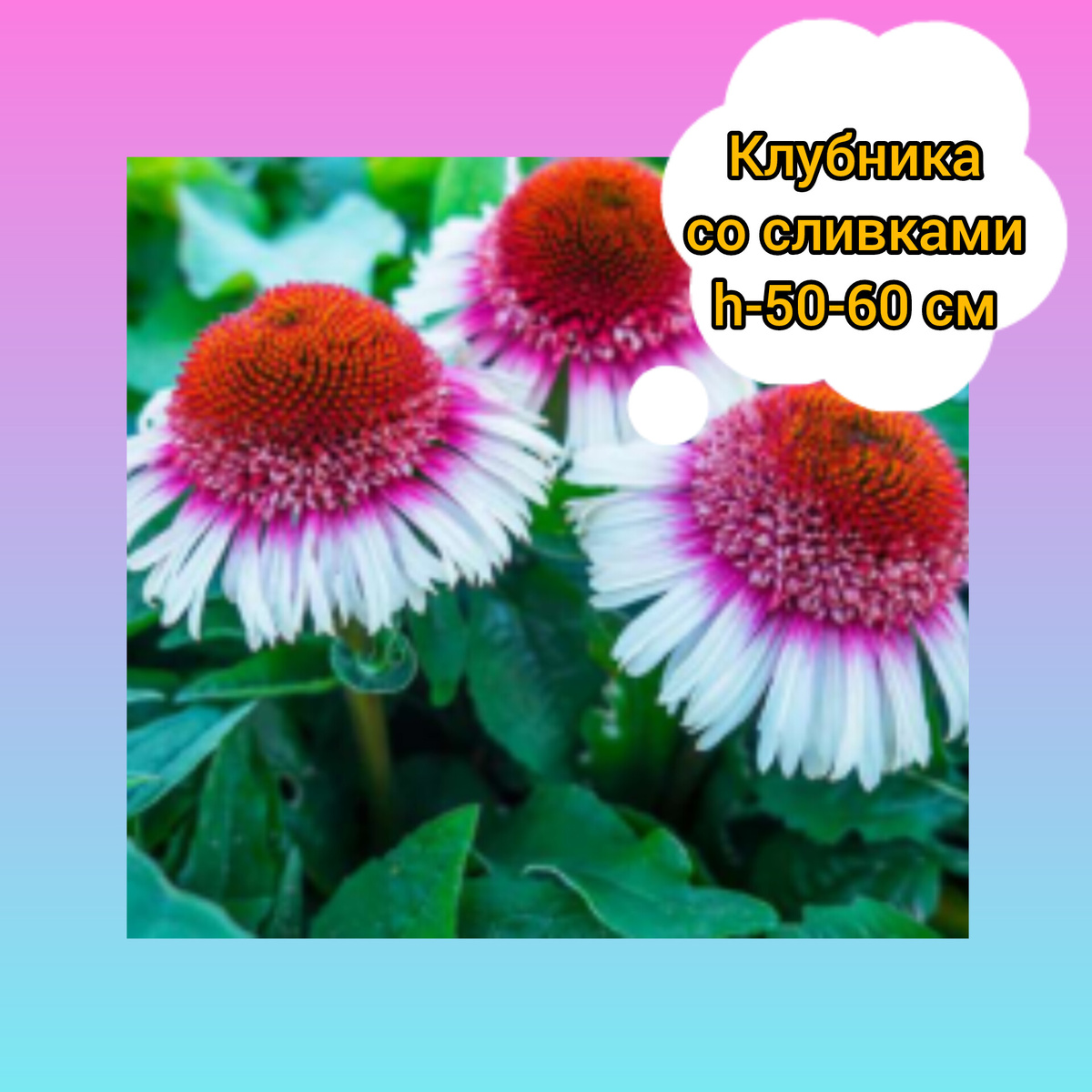 Эхинацея Клубника со сливками. Эхинацие невысоких сортов. Коллаж автора. Листай Галерею.