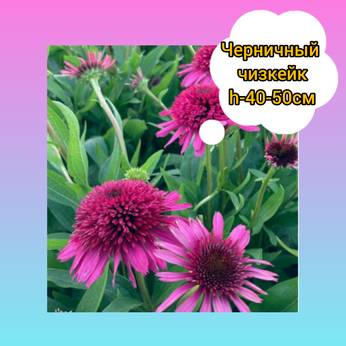 Эхинацея Черничный чизкейк. Коллаж автора