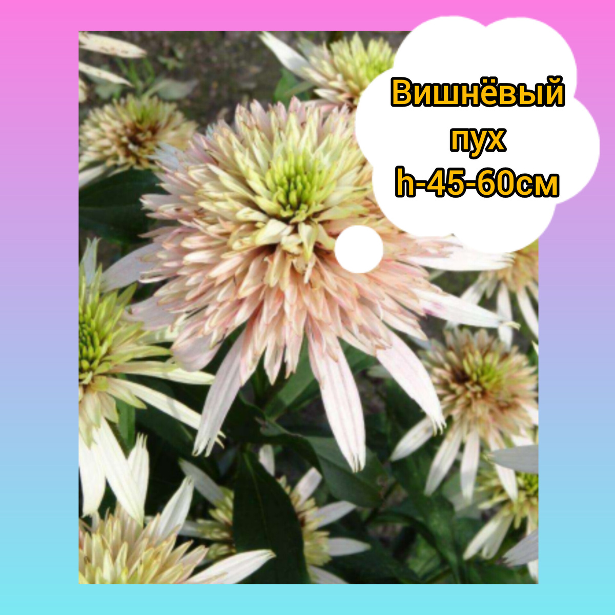 Эхинацея Вишнёвый пух. Коллаж автора