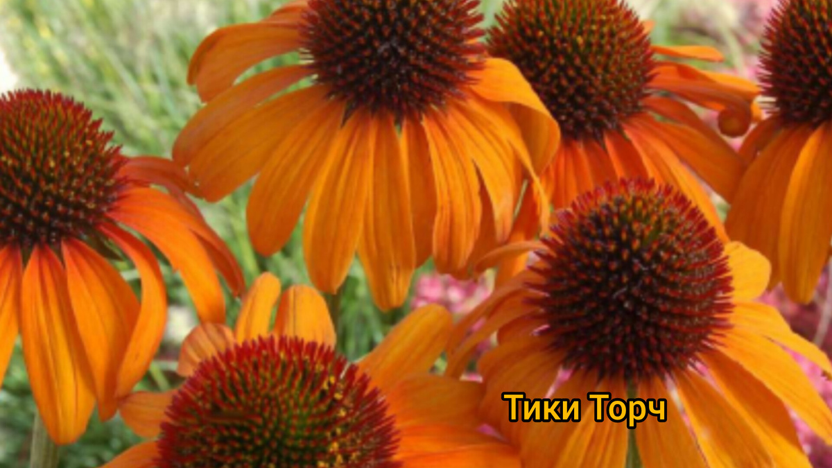 Эхинацея Тики Торч высотой 90 см. Коллаж автора. Листай галерею