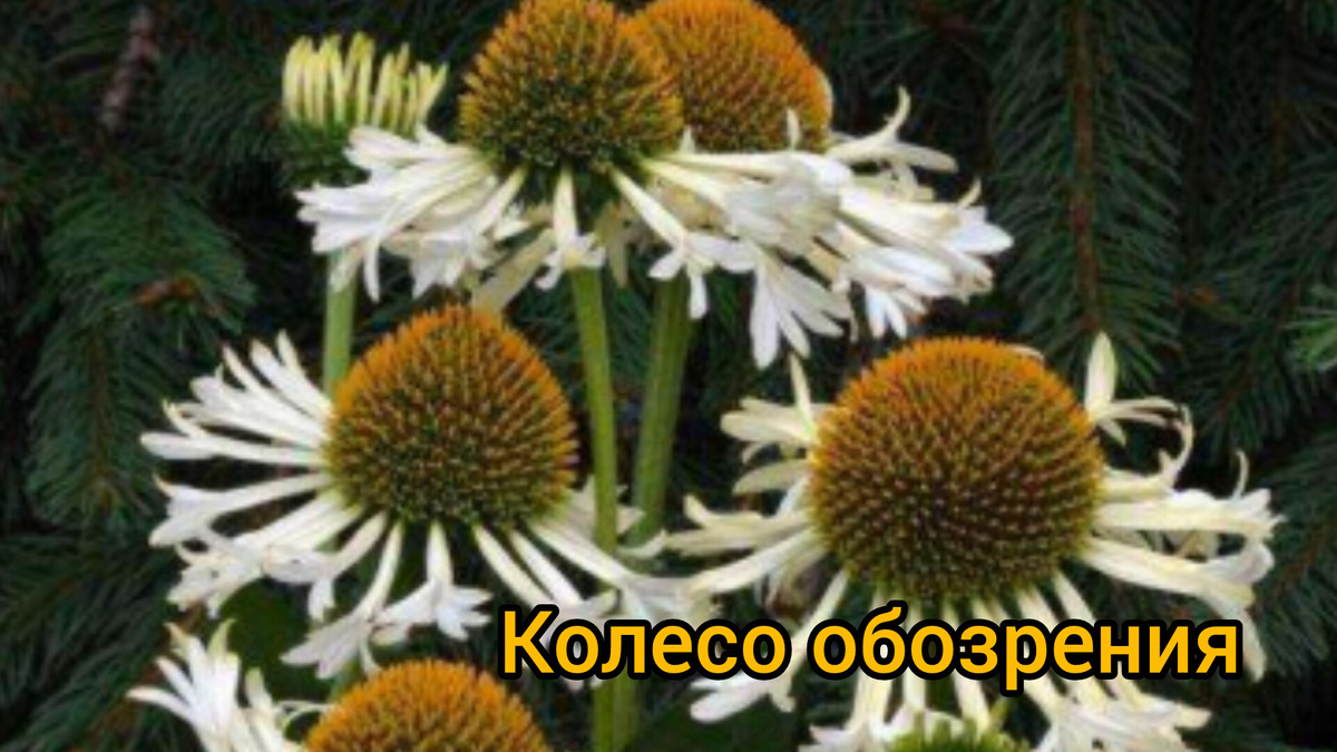 Эхинацея Колесо Обозрения всотой 80-90 м. Коллаж автора