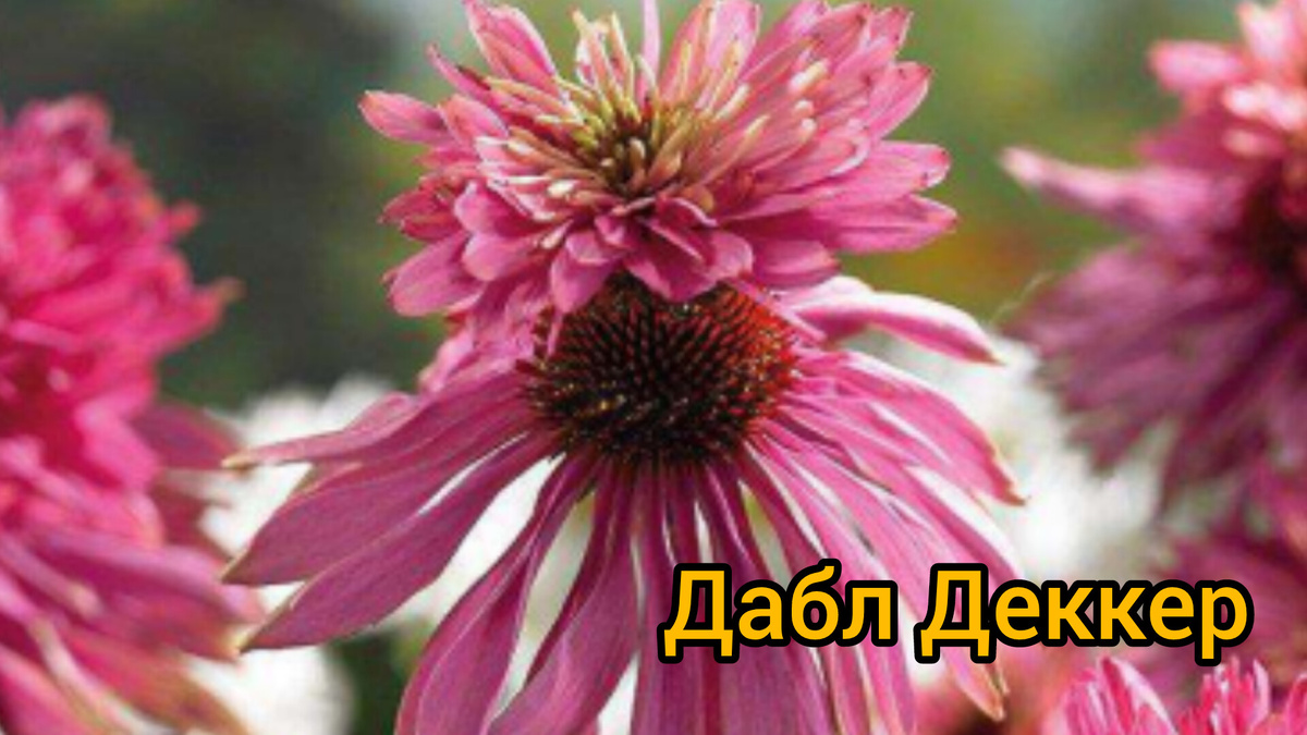 Эхинацея Даббл Деккер высотой 100 м. Коллаж автора