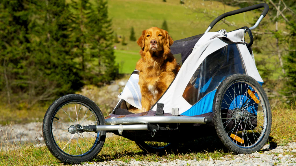 коляски для собак