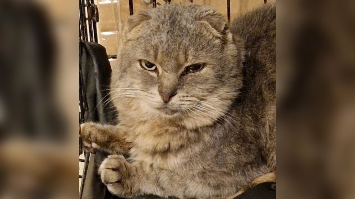    Волонтеры приюта «Кошкин дом» просят курян из приграничья опознать своих питомцев