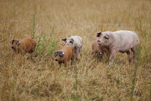 Фото: Friso Gentsch / dpa / Global Look Press

