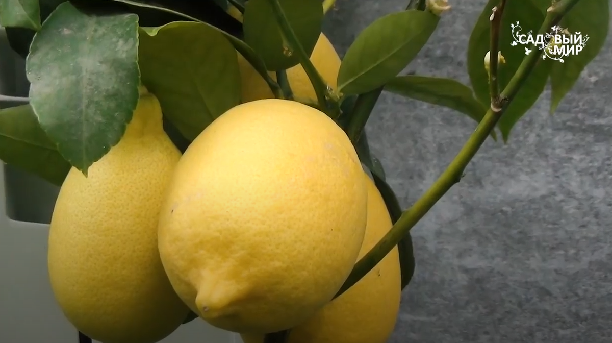 как вырастить комнатный лимон