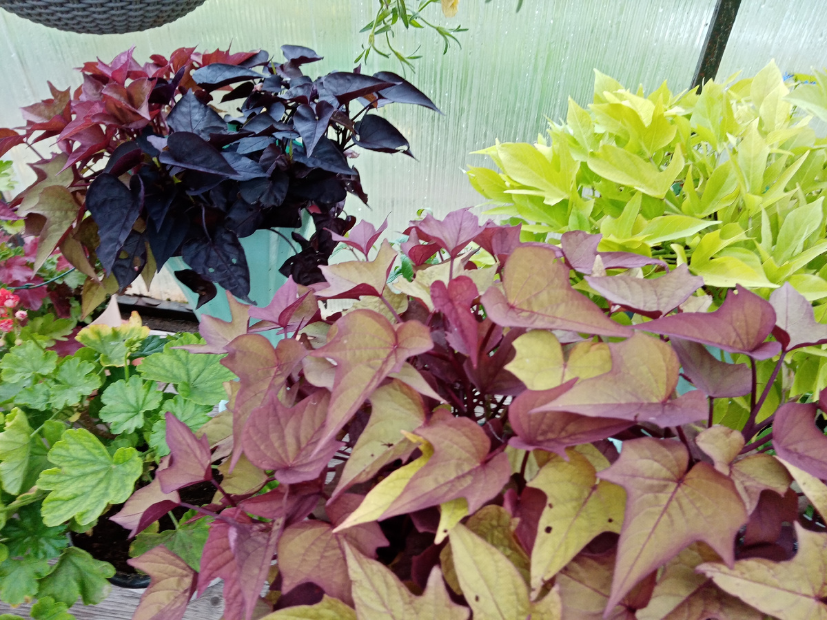 ипомеи батат в моей коллекции