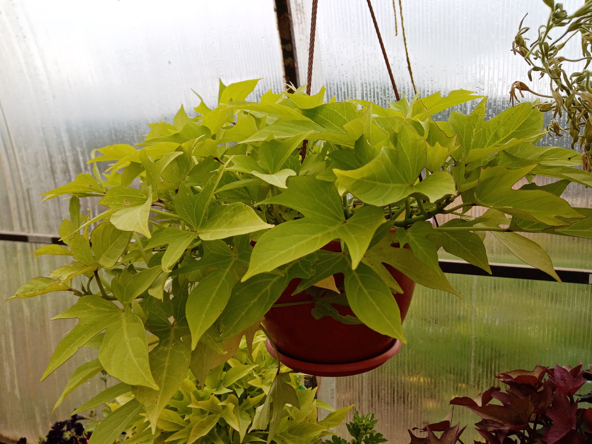 ипомея батат осенью