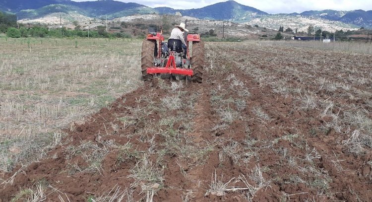    Мексика внедряет вертикальную вспашку для неорошаемой кукурузы