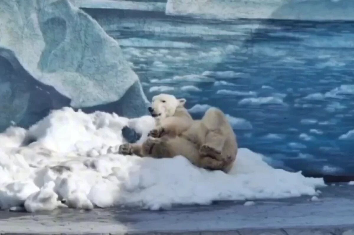    Белой медведице Комете из ростовского зоопарка исполнилось 12 лет