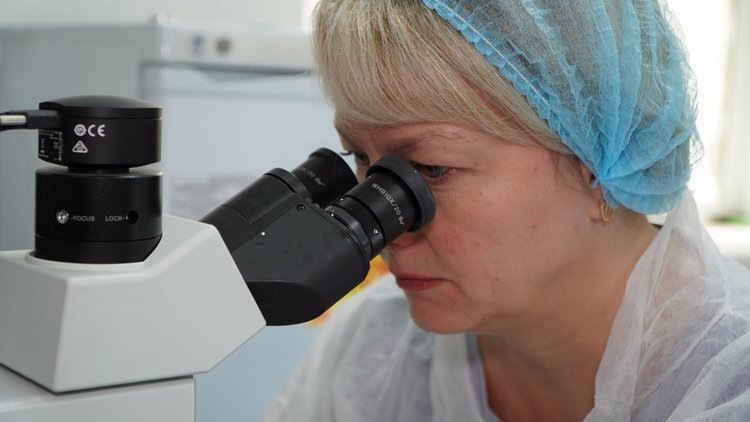    В молоке маститных коров - букет недопустимых микроорганизмов